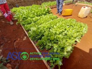 kitchen garden vegetables for ASDO supported IDPS camps in Baidoa district